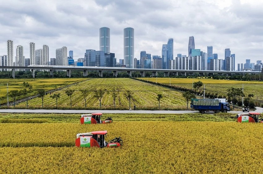 Trung Quốc đặt mục tiêu kỷ lục về an ninh lương thực trước bối cảnh biến động địa chính trị
