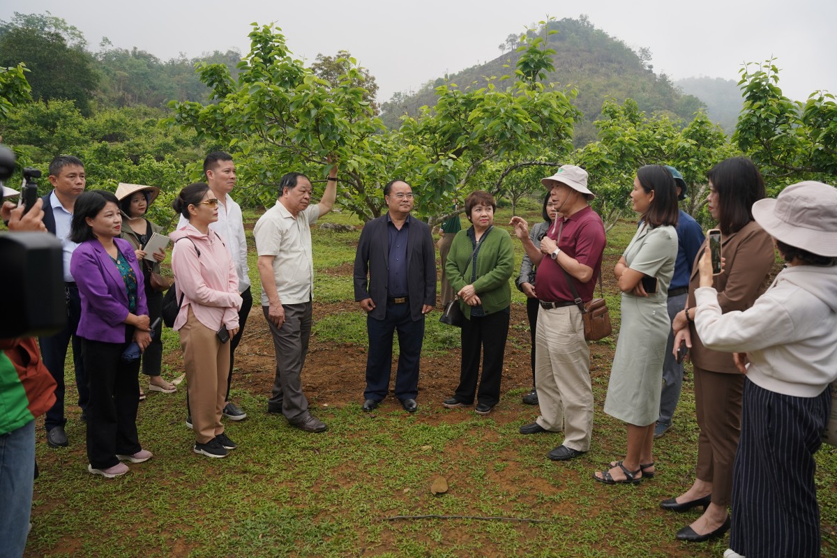 Mở rộng không gian hợp tác, thúc đẩy chuỗi liên kết nông nghiệp hữu cơ ở Lai Châu