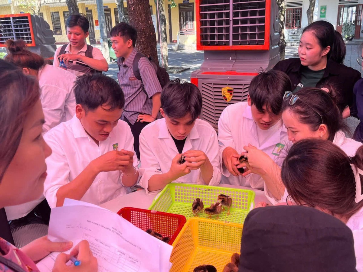 Hội thi tay nghề chăn nuôi thú y hàng năm