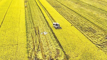 Ngành trồng trọt trên hành trình giảm phát thải