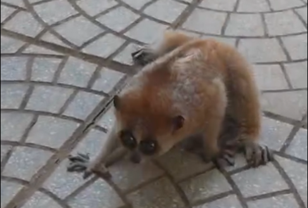 Cá thể Cu li - loài động vật rừng nguy cấp, quý, hiếm thuộc Nhóm IA