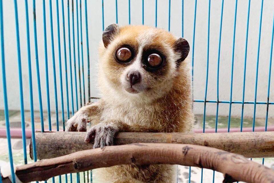 ...mọi hành vi săn bắt, giết, nuôi, nhốt, vận chuyển hoặc buôn bán trái phép loài Cu li đều là vi phạm pháp luật nghiêm trọng.