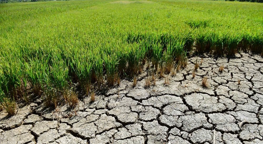 Đồng bằng sông Cửu Long chủ động thích ứng trước nguy cơ hạn mặn gia tăng