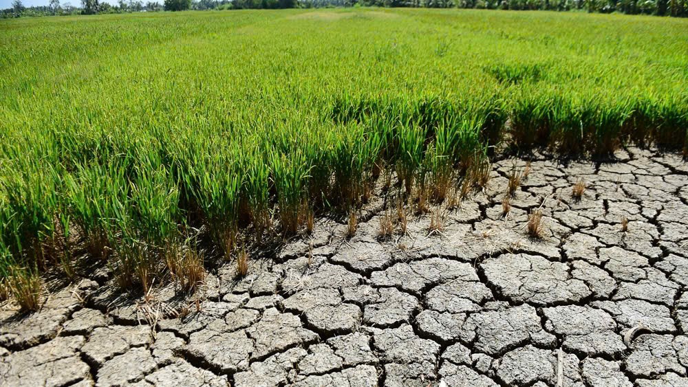 Đồng bằng sông Cửu Long chủ động thích ứng trước nguy cơ hạn mặn gia tăng