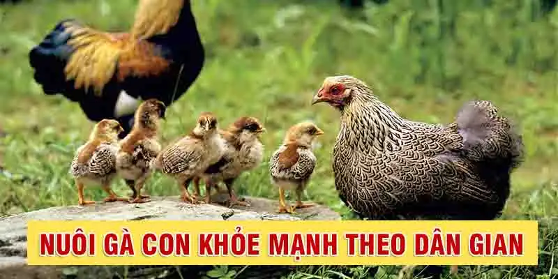 Kinh nghiệm nuôi gà con ít bệnh theo cách truyền thống