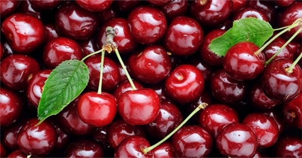 Ngành cherry Chile trước ngưỡng cửa tái cấu trúc vì khủng hoảng dư cung