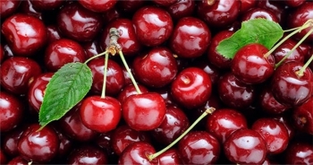 Ngành cherry Chile trước ngưỡng cửa tái cấu trúc vì khủng hoảng dư cung