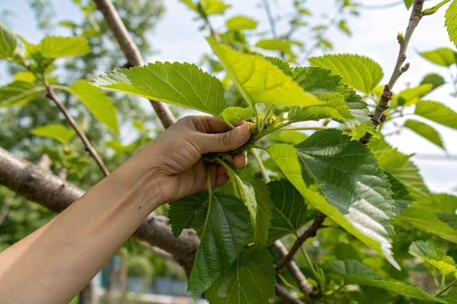 Đừng chỉ ăn quả, lá cây này quý như "nhân sâm của người nghèo", đang vào mùa đi chợ là thấy  - Ảnh 2.