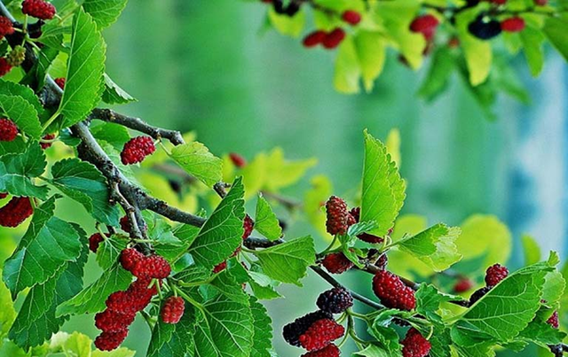 Đừng chỉ ăn quả, lá cây này quý như "nhân sâm của người nghèo", đang vào mùa đi chợ là thấy  - Ảnh 1.