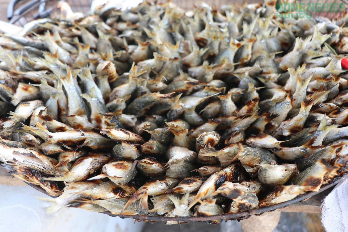 Cá trích nướng “gây sốt” mạng xã hội, thơm lừng làng biển xứ Nghệ