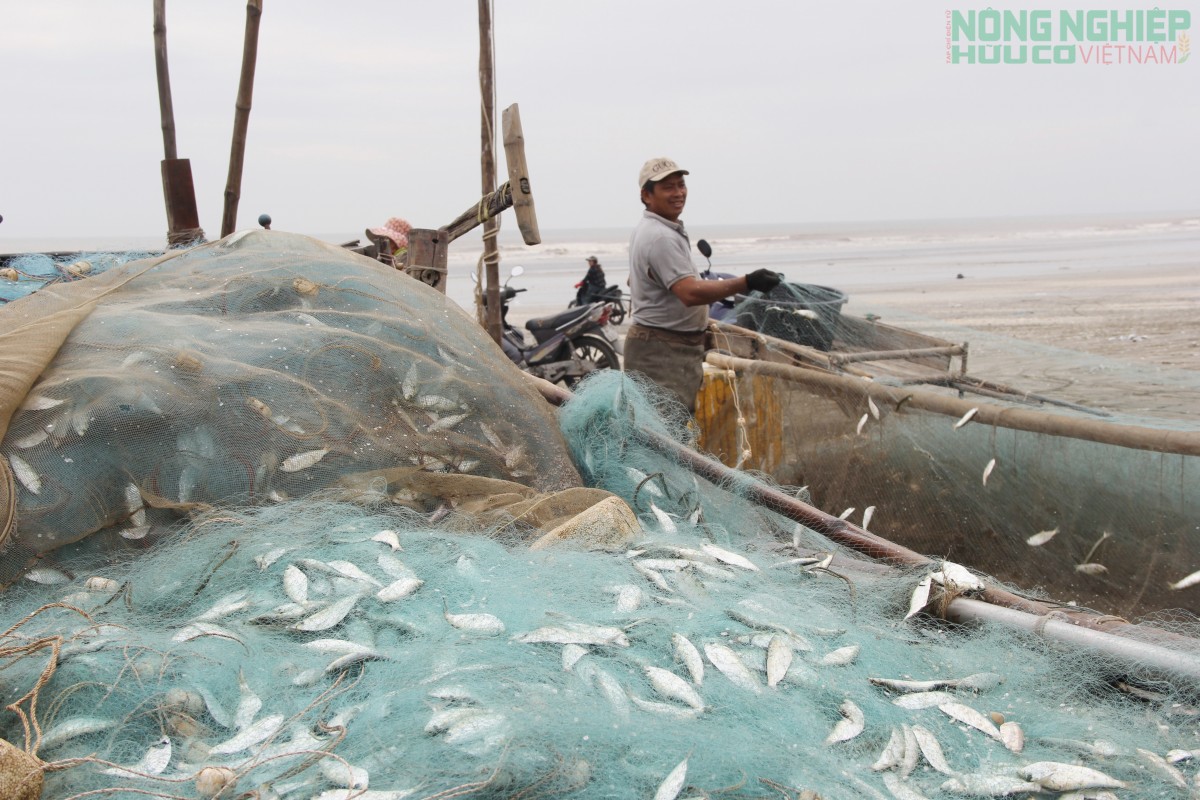Cá trích nướng “gây sốt” mạng xã hội, thơm lừng làng biển xứ Nghệ