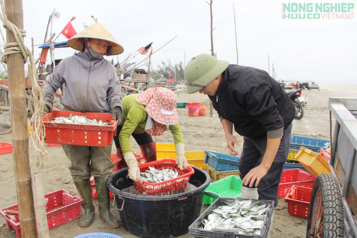 Cá trích nướng “gây sốt” mạng xã hội, thơm lừng làng biển xứ Nghệ