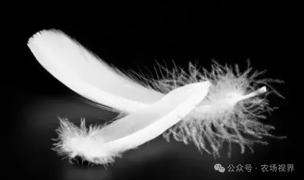 Mô hình tái chế lông gà mang lại lợi nhuận tỷ đồng với chi phí đầu tư thấp