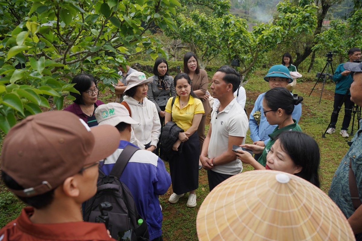Đoàn công tác của Hiệp hội Nông nghiệp hữu cơ Việt Nam khảo sát mô hình trồng lê tại phường Tân Phong, tỉnh Lai Châu.