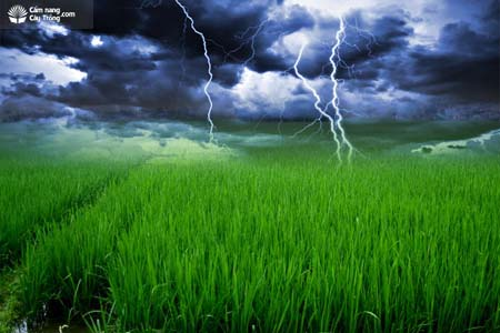 Vai trò của đạm (Nitrogen) đối với sinh trưởng cây trồng