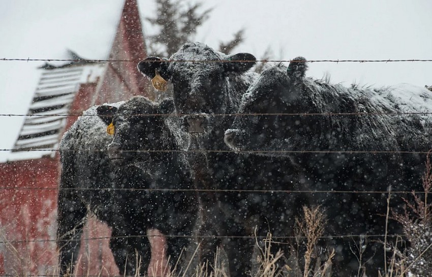 Dịch bệnh trên bò tại Nga gây lo ngại về an toàn chăn nuôi và thương mại nông sản