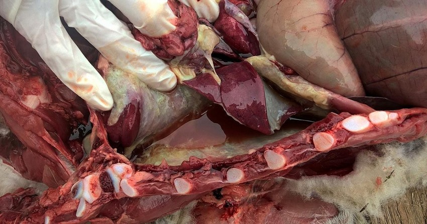 Dịch bệnh trên bò tại Nga gây lo ngại về an toàn chăn nuôi và thương mại nông sản