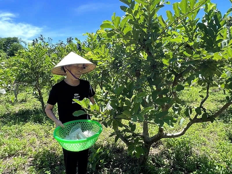 Ứng dụng khoa học - kỹ thuật trong trồng cây ăn quả