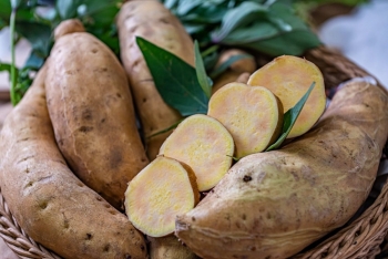 Màng phủ sinh học: Công nghệ nhỏ, hiệu quả lớn cho nông nghiệp hiện đại