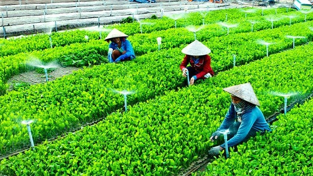 Tp. Huế: Phát triển nông nghiệp, sản phẩm phù hợp nhu cầu, lợi thế địa phương