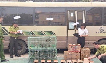Cao Bằng: Xử lý vụ vận chuyển cá thể động vật quý hiếm