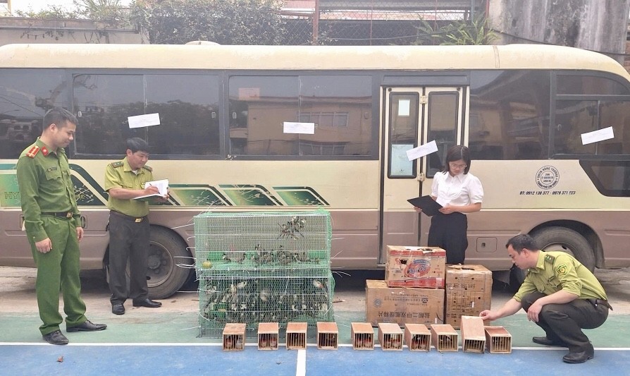 Cao Bằng: Xử lý vụ vận chuyển cá thể động vật quý hiếm