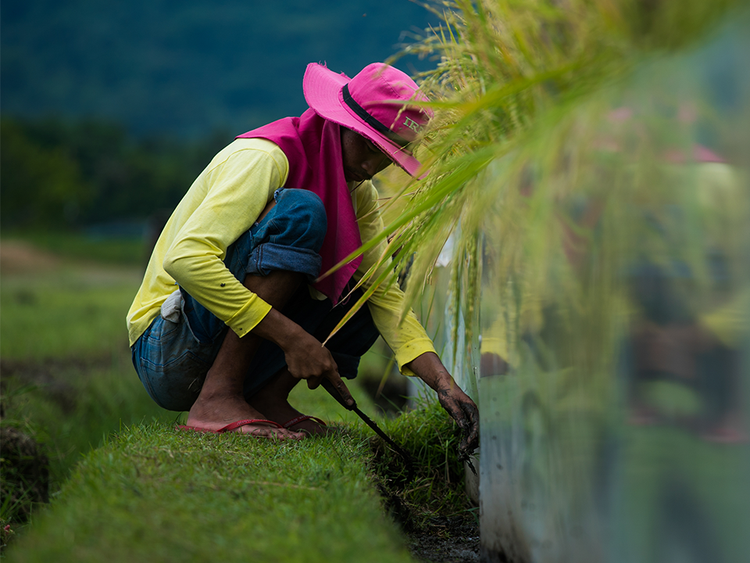 WB chi 1 tỷ USD để nâng cao khả năng chống chịu khí hậu cho nông nghiệp Philippines