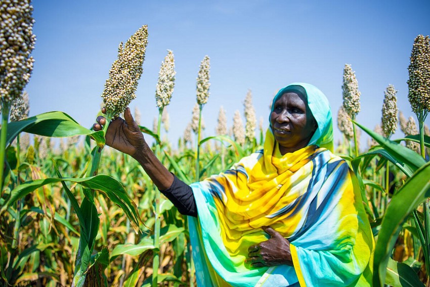 Thu hẹp khoảng cách giới có thể giúp giảm 45 triệu người thiếu lương thực toàn cầu