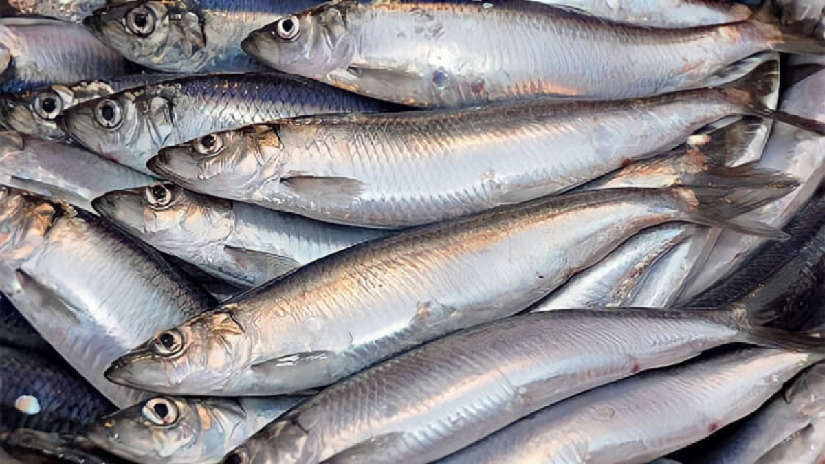 Chuyên gia Mỹ khen loại cá 'tốt nhất thế giới', hóa ra ở Việt Nam hễ ra chợ là thấy- Ảnh 1.