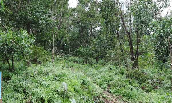 Bắc Ninh tích cực chủ động triển khai các biện pháp phòng cháy, chữa cháy rừng