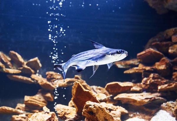 Phòng trị bệnh xuất huyết trên cá tra