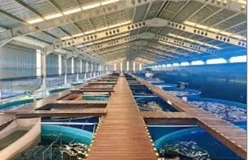 Các tập đoàn sushi Nhật Bản chạy đua công nghệ cứu nguồn hải sản trước nguy cơ cạn kiệt