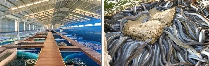 Các tập đoàn sushi Nhật Bản chạy đua công nghệ cứu nguồn hải sản trước nguy cơ cạn kiệt