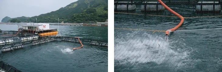 Các tập đoàn sushi Nhật Bản chạy đua công nghệ cứu nguồn hải sản trước nguy cơ cạn kiệt