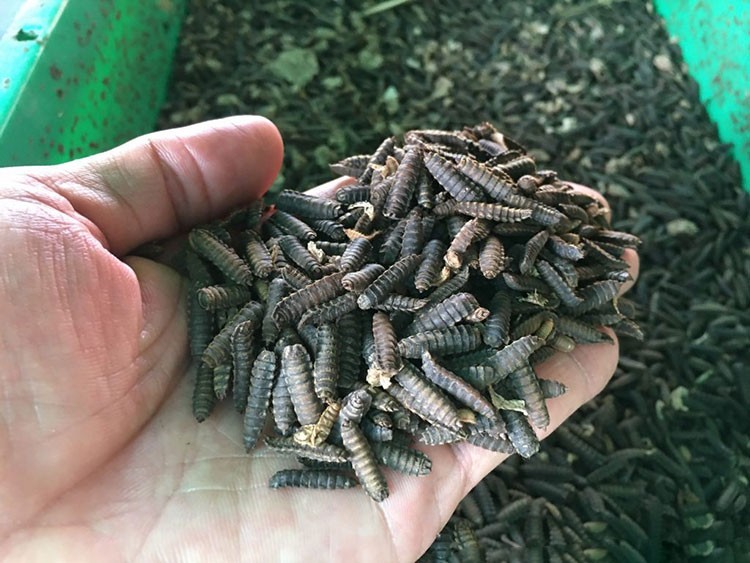 Cựu chuyên gia NASA và tham vọng từ "đế chế" ruồi lính đen