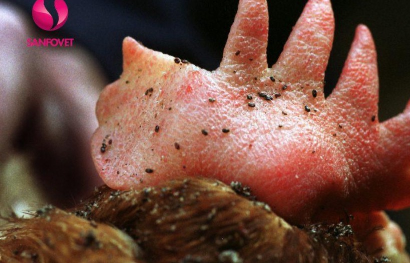 Mạt gà - kẻ thù giấu mặt của nhà nông