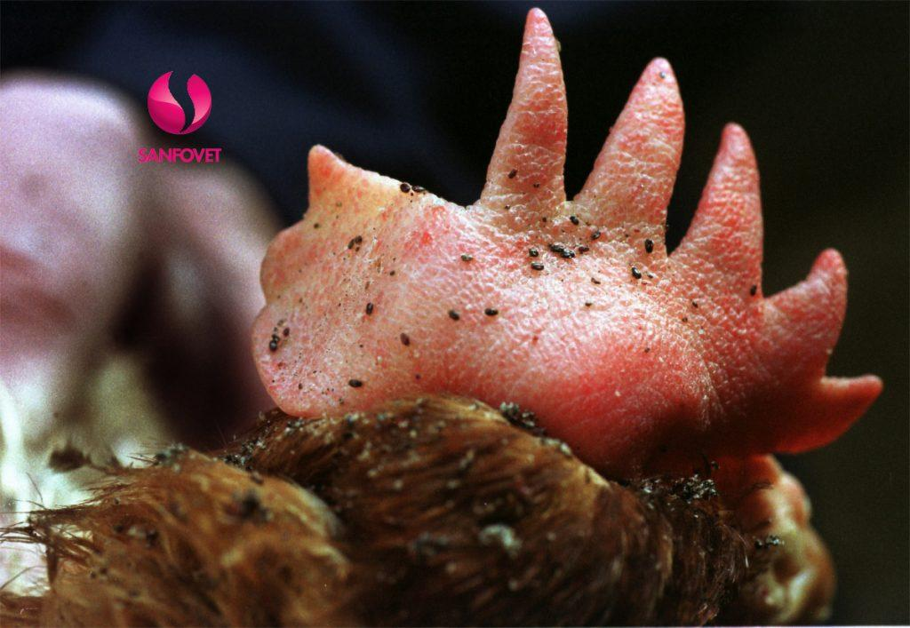 Mạt gà - kẻ thù giấu mặt của nhà nông