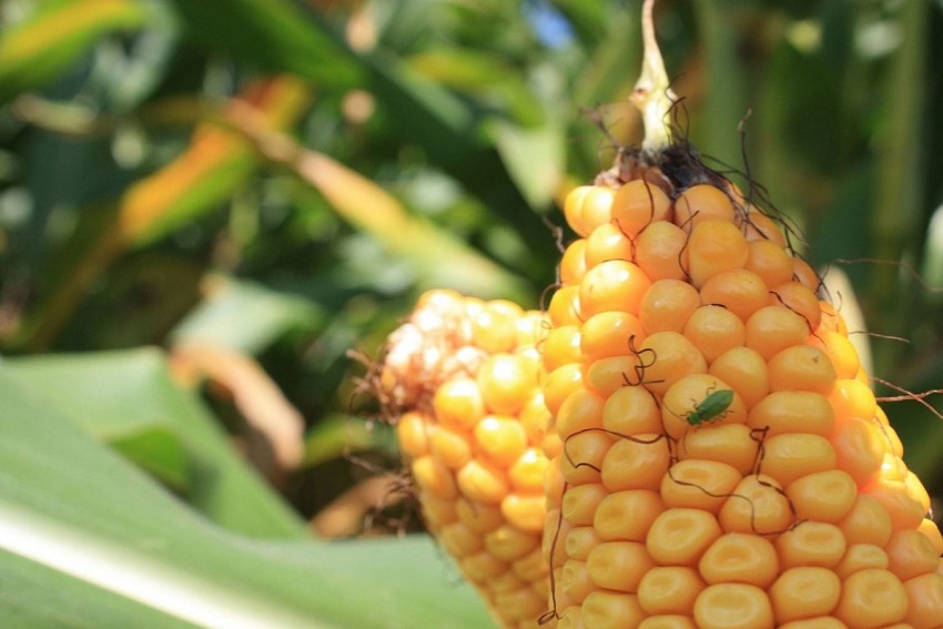 USDA phê duyệt giống ngô biến đổi gen mới, giảm thiệt hại hàng tỷ USD mỗi năm