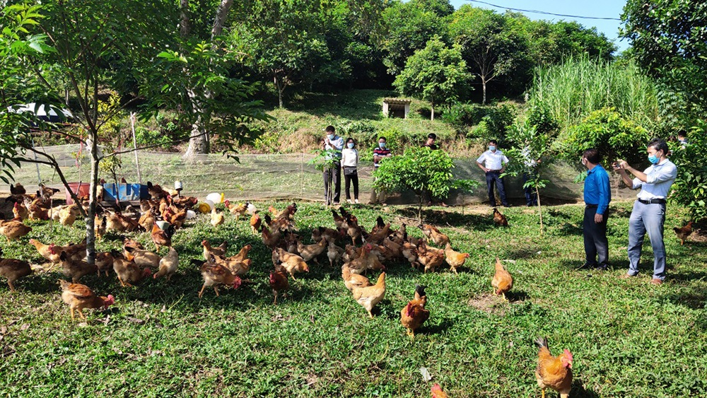 Tầm quan trọng của chăn nuôi hữu cơ trong sản xuất nông nghiệp