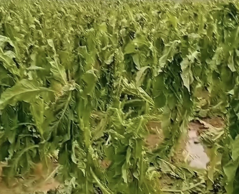 Cao Bằng: Dông lốc kèm theo mưa đá gây thiệt hại hơn 4,1 tỷ đồng