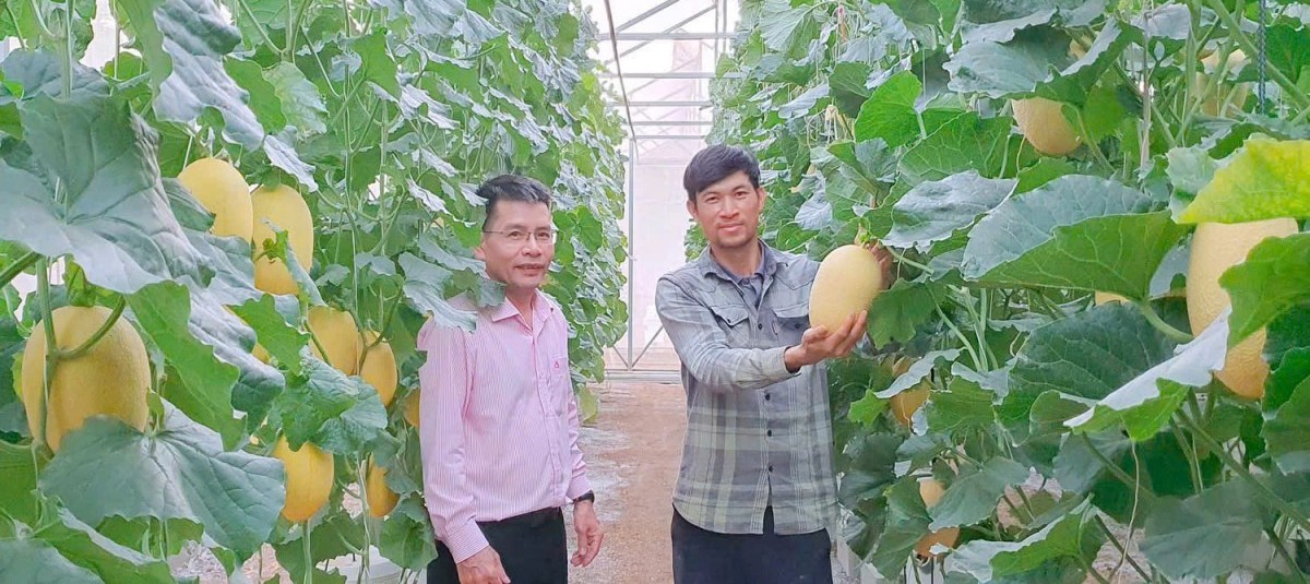 Hiệu quả từ mô hình trồng dưa lưới thủy canh tại Ea Kar