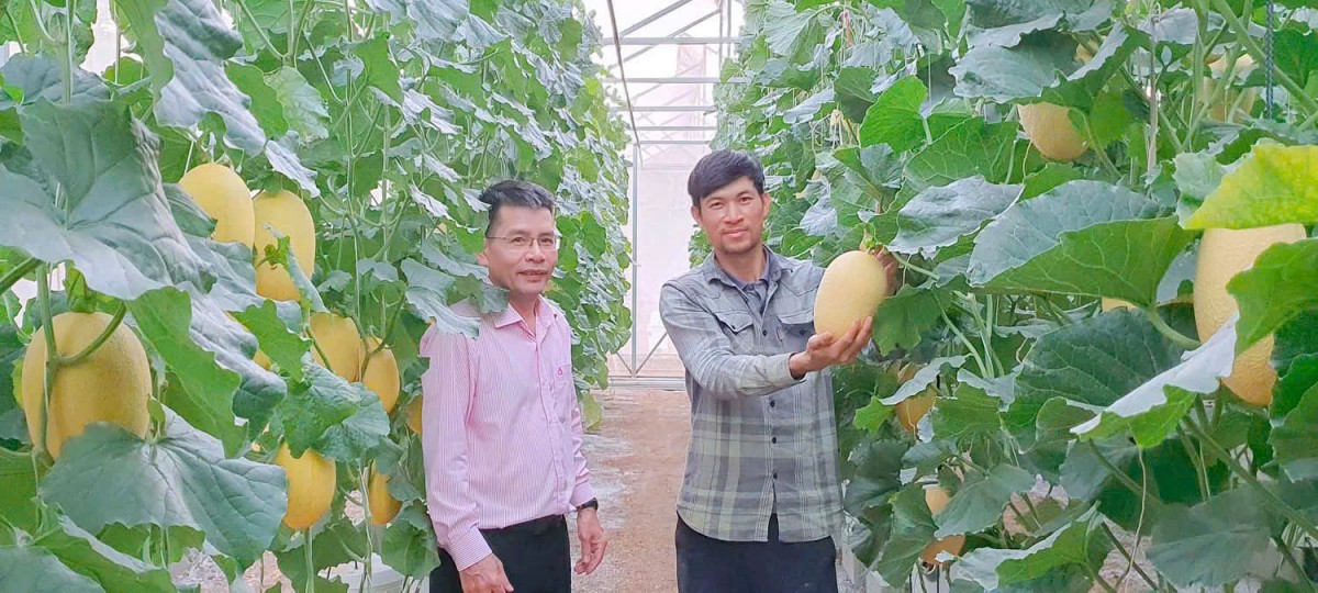 Hiệu quả từ mô hình trồng dưa lưới thủy canh tại Ea Kar