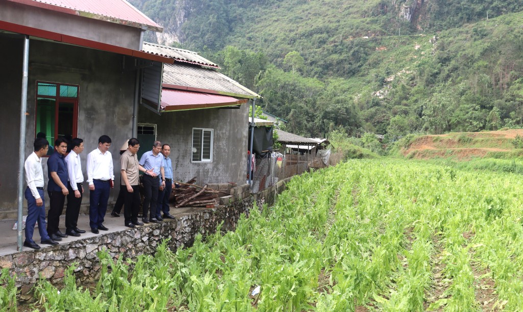 Cao Bằng: Phó Bí thư Tỉnh ủy Vũ Hồng Quang kiểm tra tình hình thiệt hại thuốc lá do mưa đá gây ra