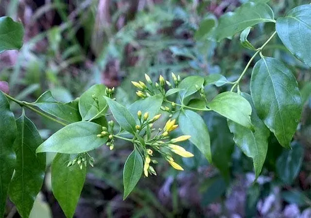 Hình ảnh cây lá ngón với hoa vàng đặc trưng – loài thực vật chứa độc tố mạnh, tuyệt đối không sử dụng dưới bất kỳ hình thức nào.