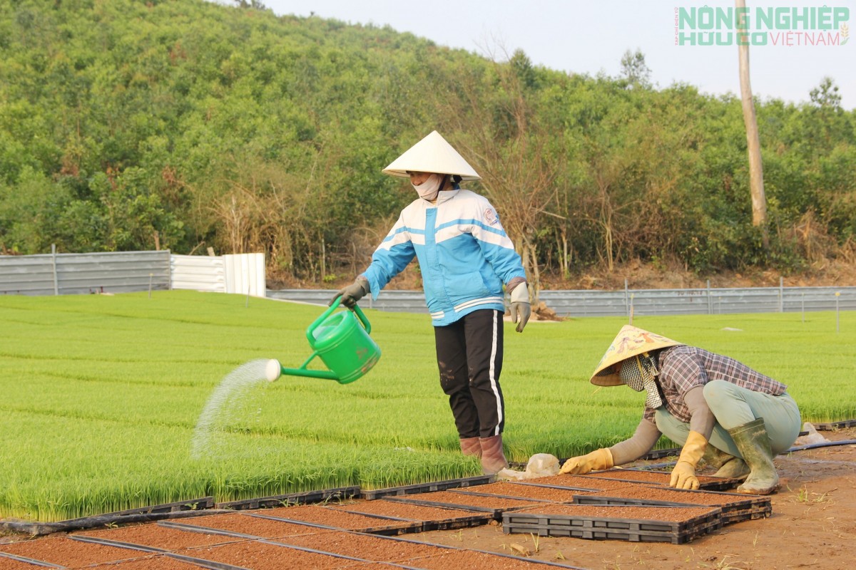 Nghệ An đặt “tam nông” vào vị trí chiến lược lâu dài trong tiến trình phát triển