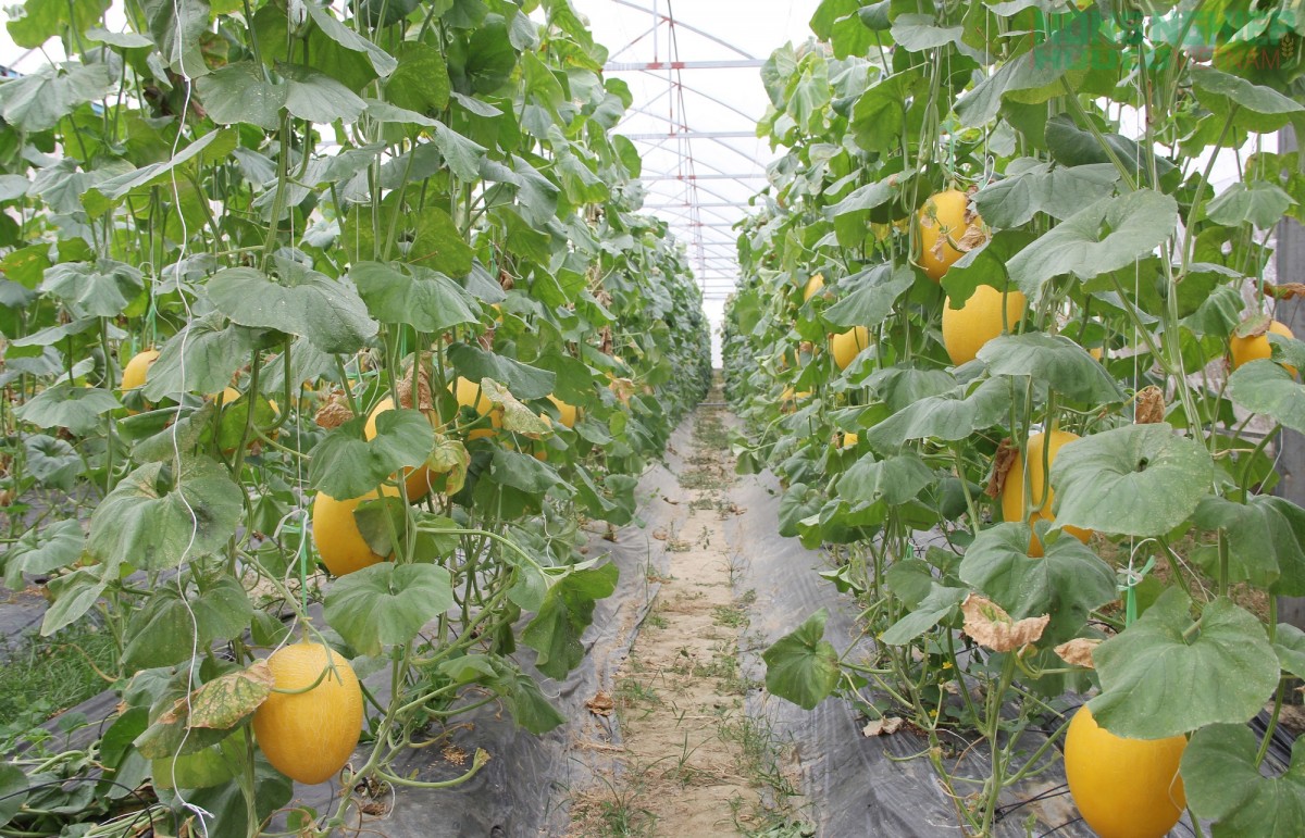 Nghệ An đặt “tam nông” vào vị trí chiến lược lâu dài trong tiến trình phát triển