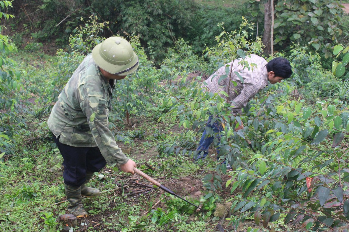 Góp sức giữ màu xanh, vun đắp sinh kế lâu dài