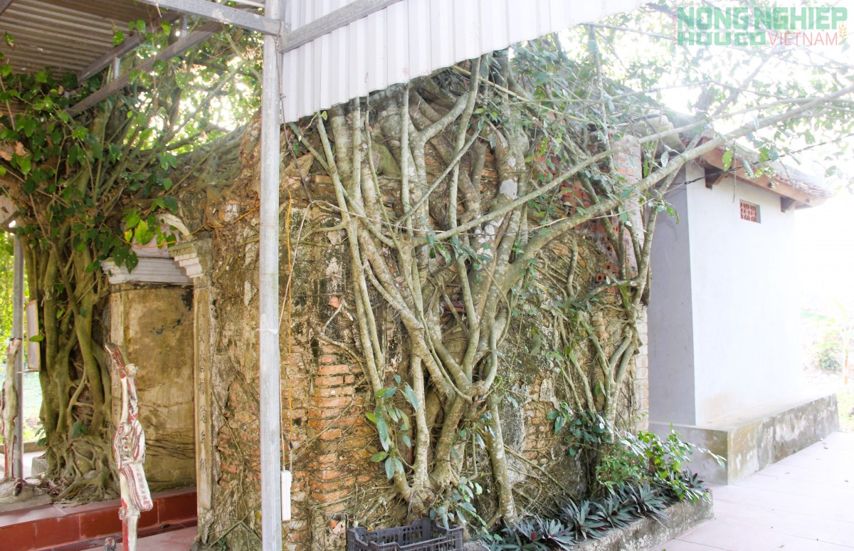 Linh thiêng Đền Canh đến huyền tích “Ông Cụt bàu Canh, ông Lành bàu Ác”