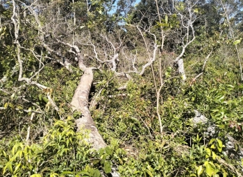 Lâm Đồng: Hạt Kiểm lâm Tuy Đức đề nghị hỗ trợ, điều tra vụ phá rừng trái pháp luật