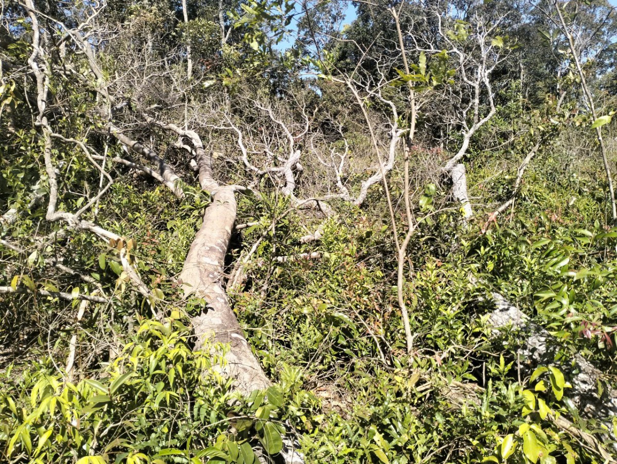 Lâm Đồng: Hạt Kiểm lâm Tuy Đức đề nghị hỗ trợ, điều tra vụ phá rừng trái pháp luật